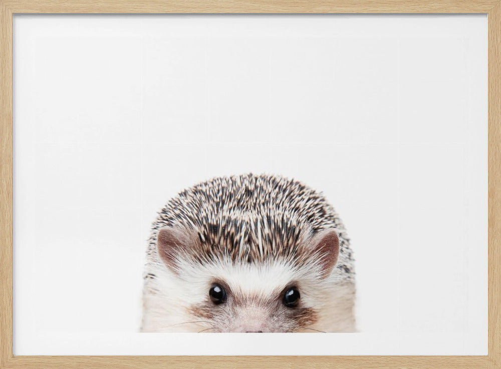 Guckender Igel | Poster