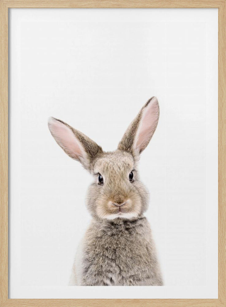 Baby-Kaninchen | Poster