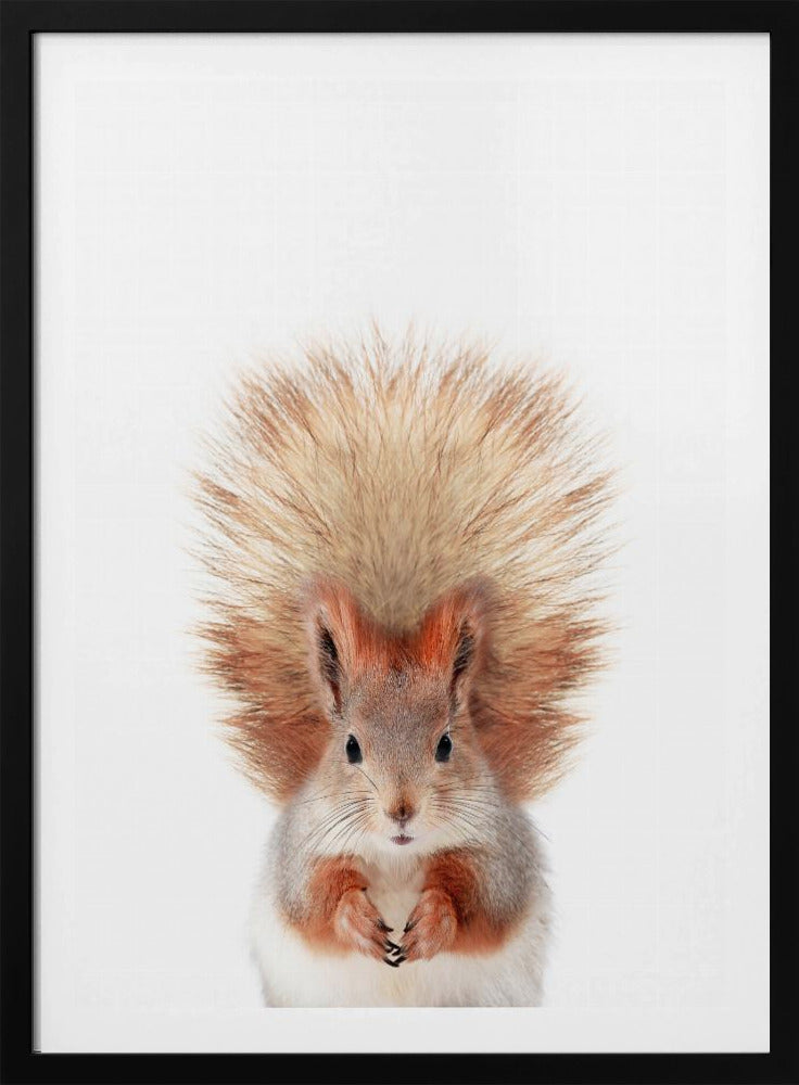 Baby-Eichhörnchen | Poster