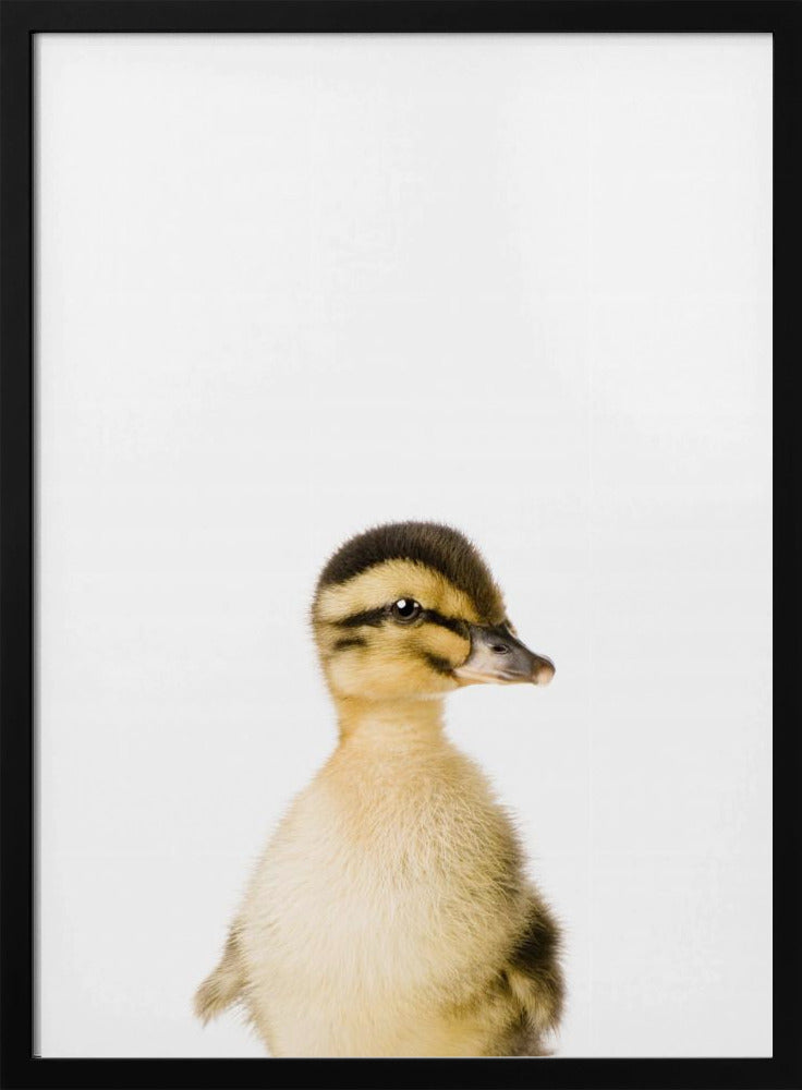 Baby-Ente | Poster