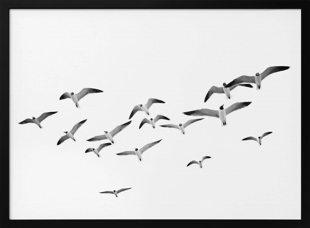 Fliegende Vögel | Poster