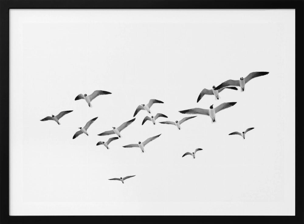 Fliegende Vögel | Poster