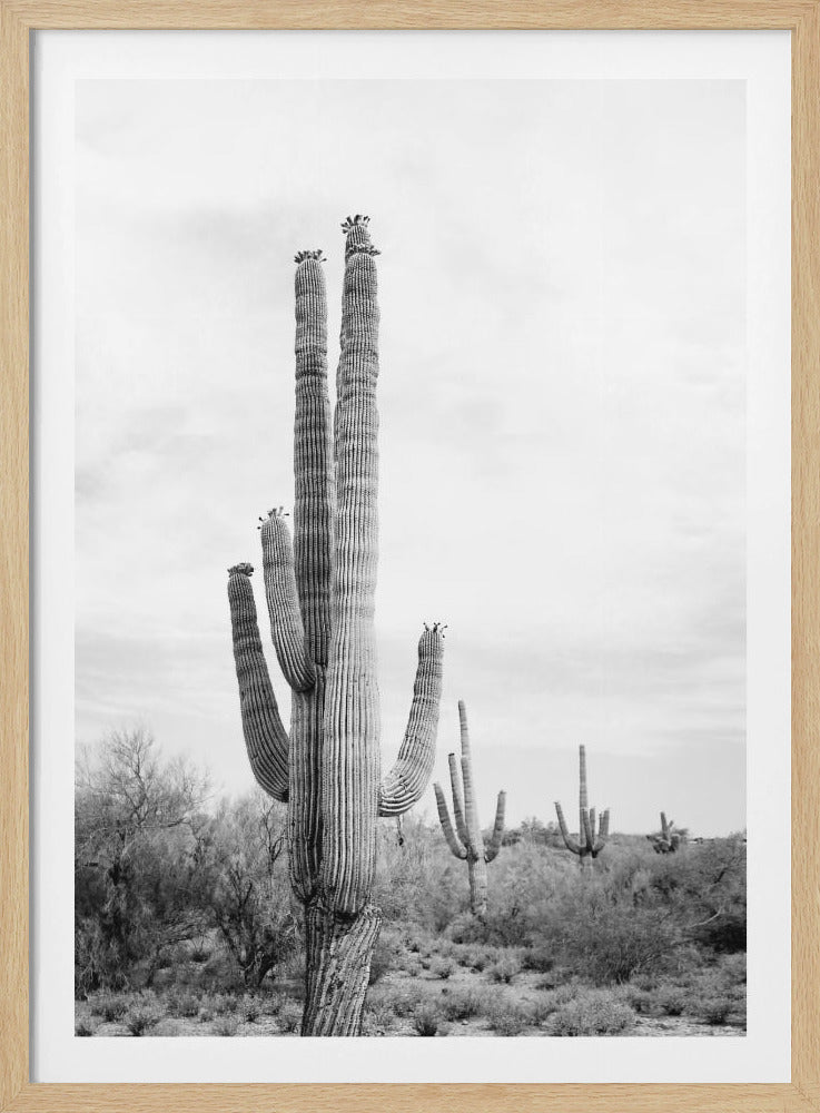 Saguaro B&amp;W | Poster