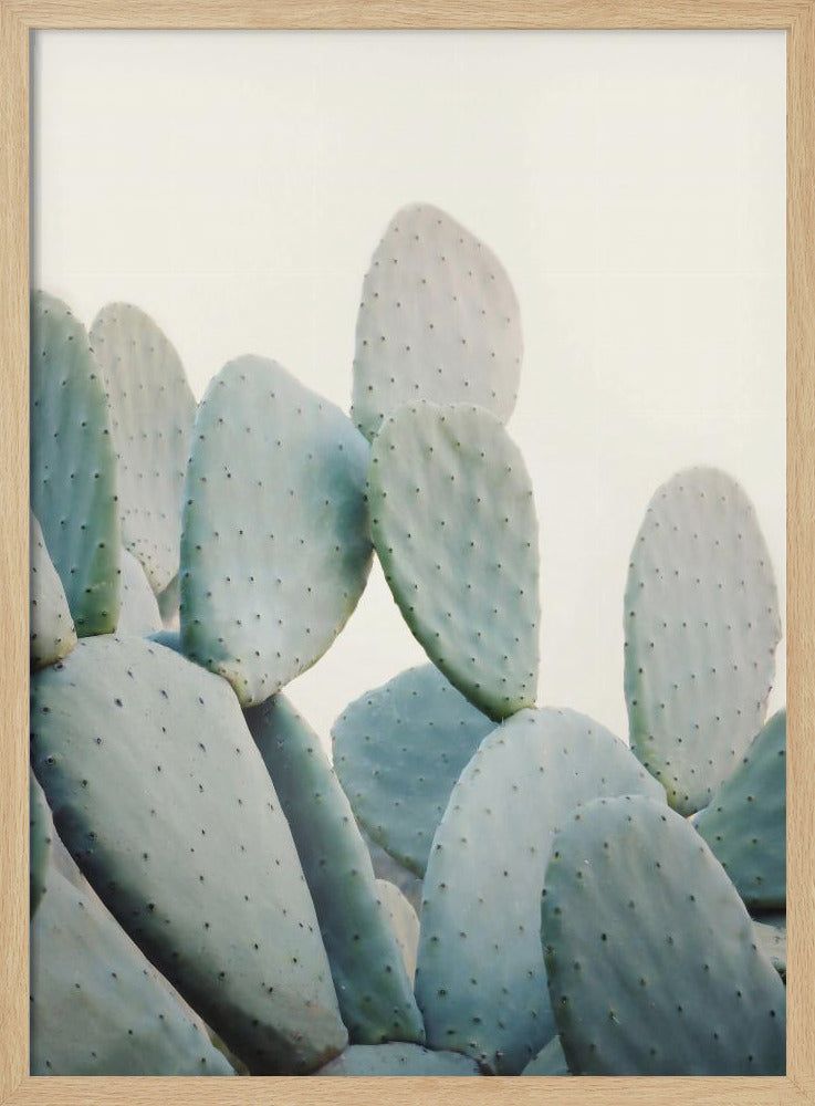 Pastell Kakteen | Poster
