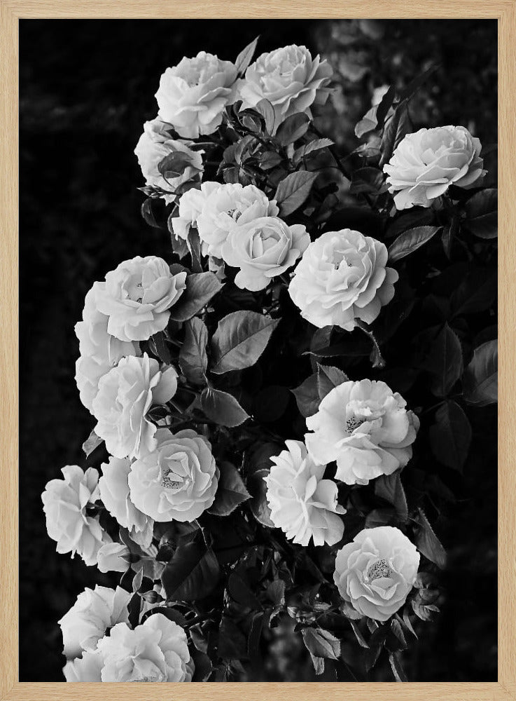 Rosenbusch | Poster