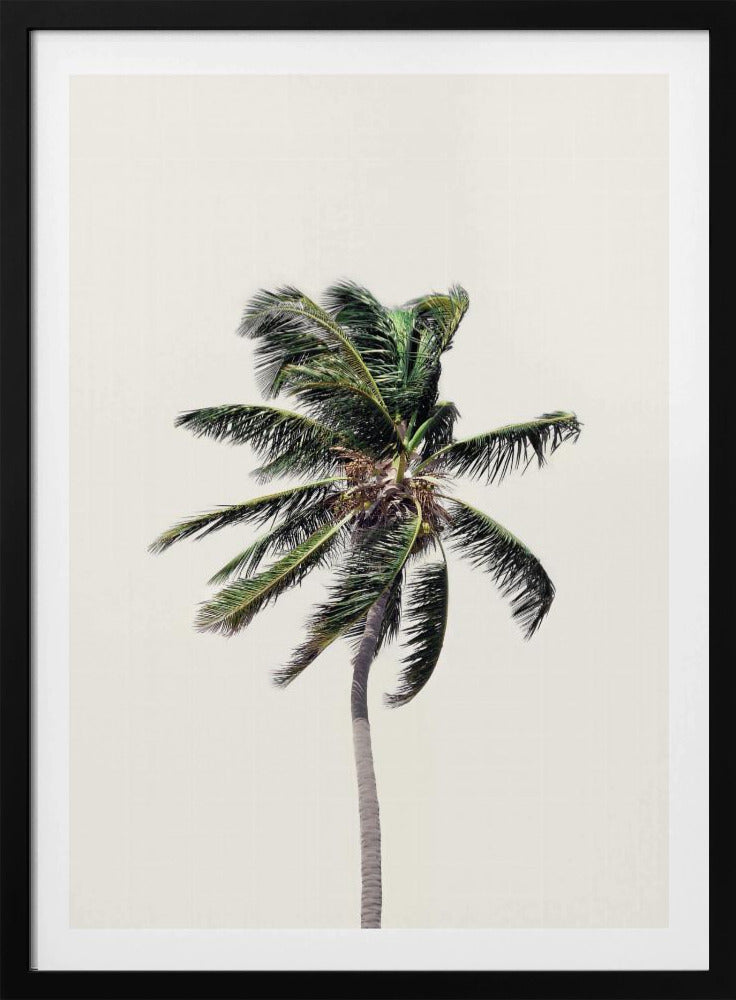 Windige Palme | Poster
