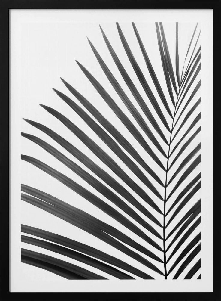 BW Palmblatt | Poster