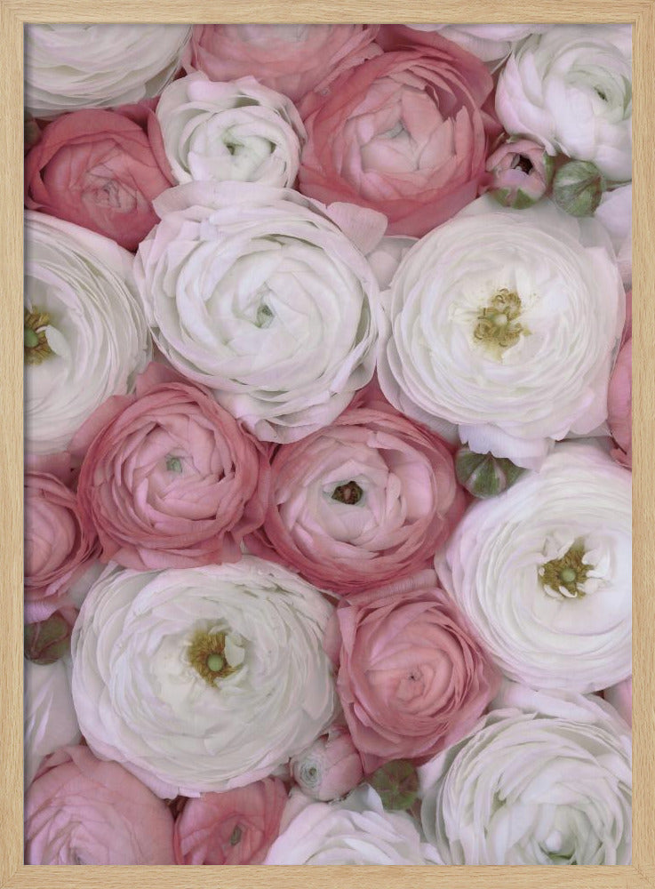 Verstreute Ranunkeln in gedecktem Rosa II | Poster