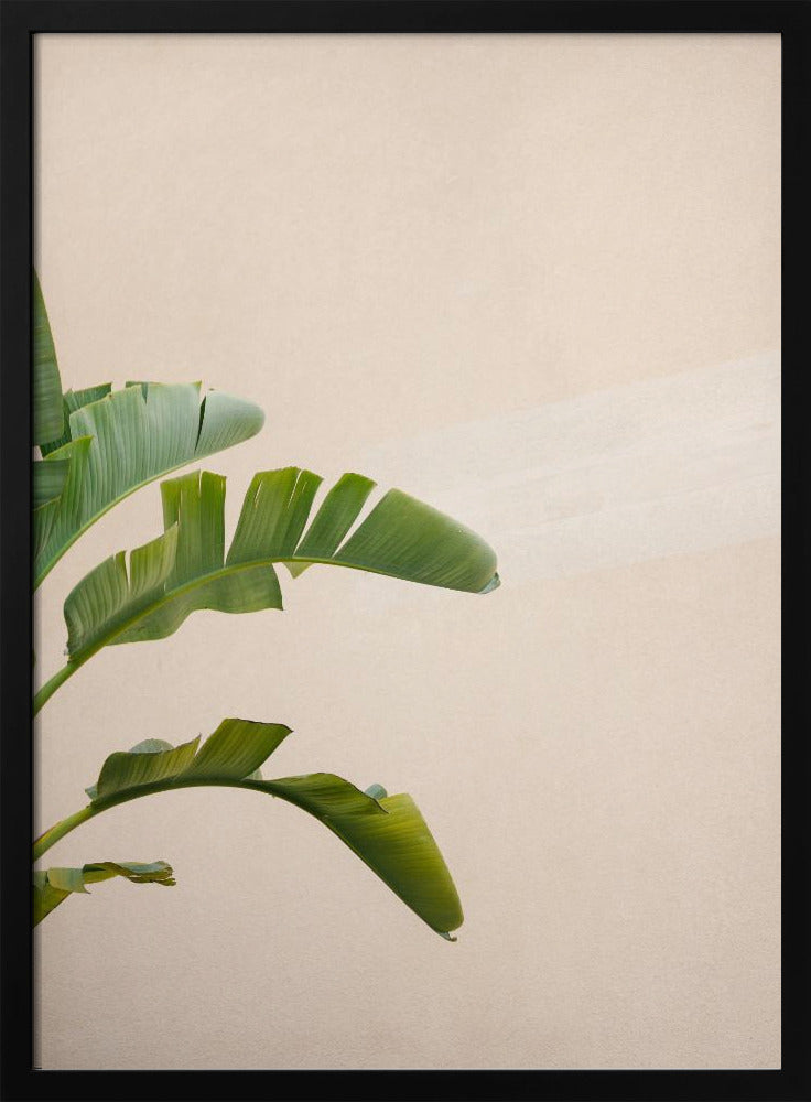 Cannes Banana Plant | Poster