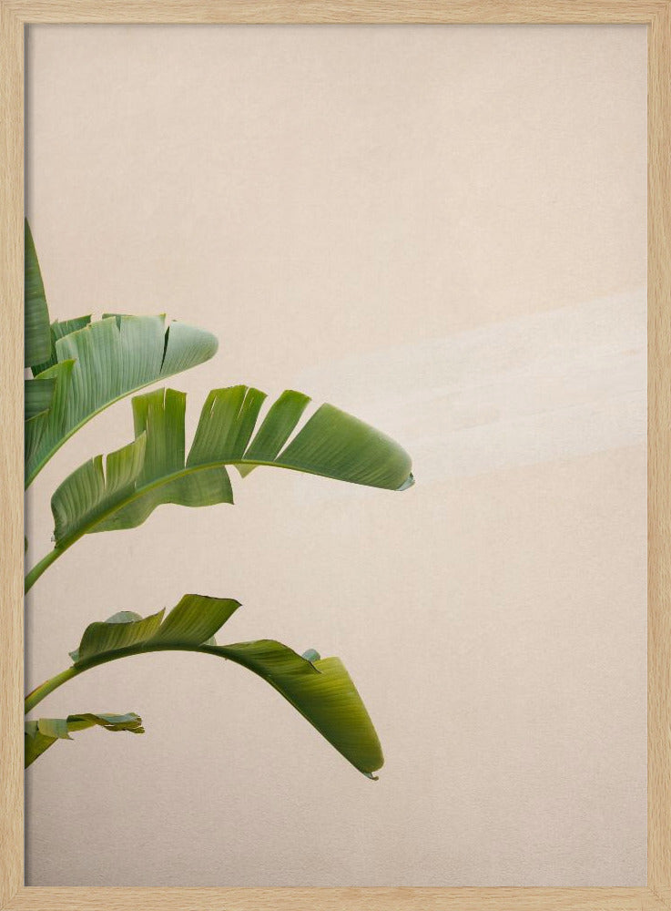 Cannes Banana Plant | Poster