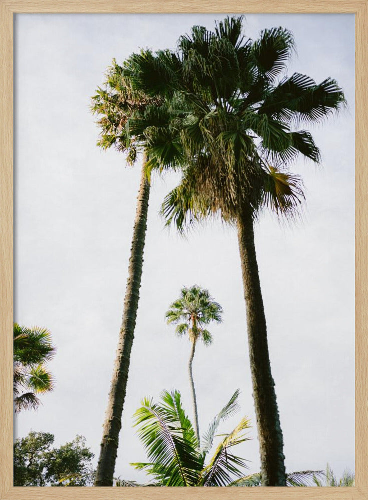 Finde mich unter der Palme | Poster
