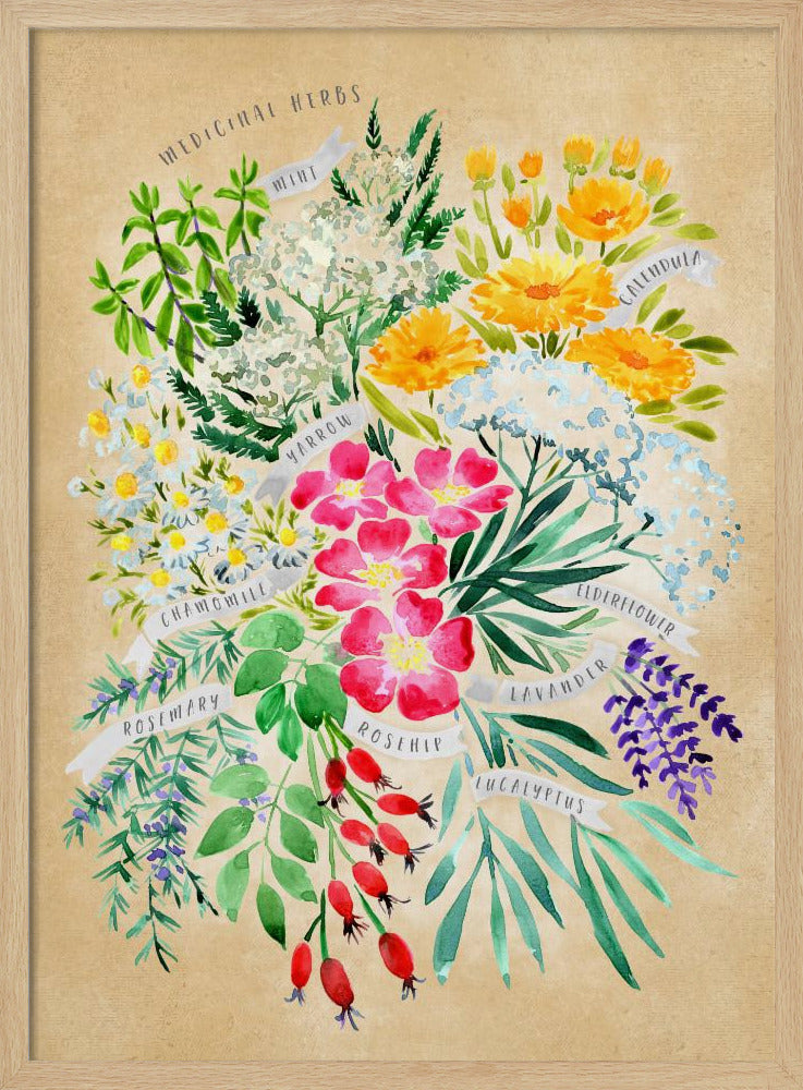 Medicinal herbs in vintage sepia | Poster