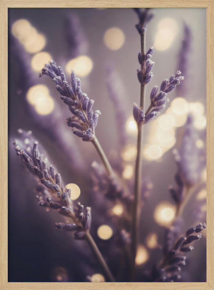 Lavendelträume | Poster