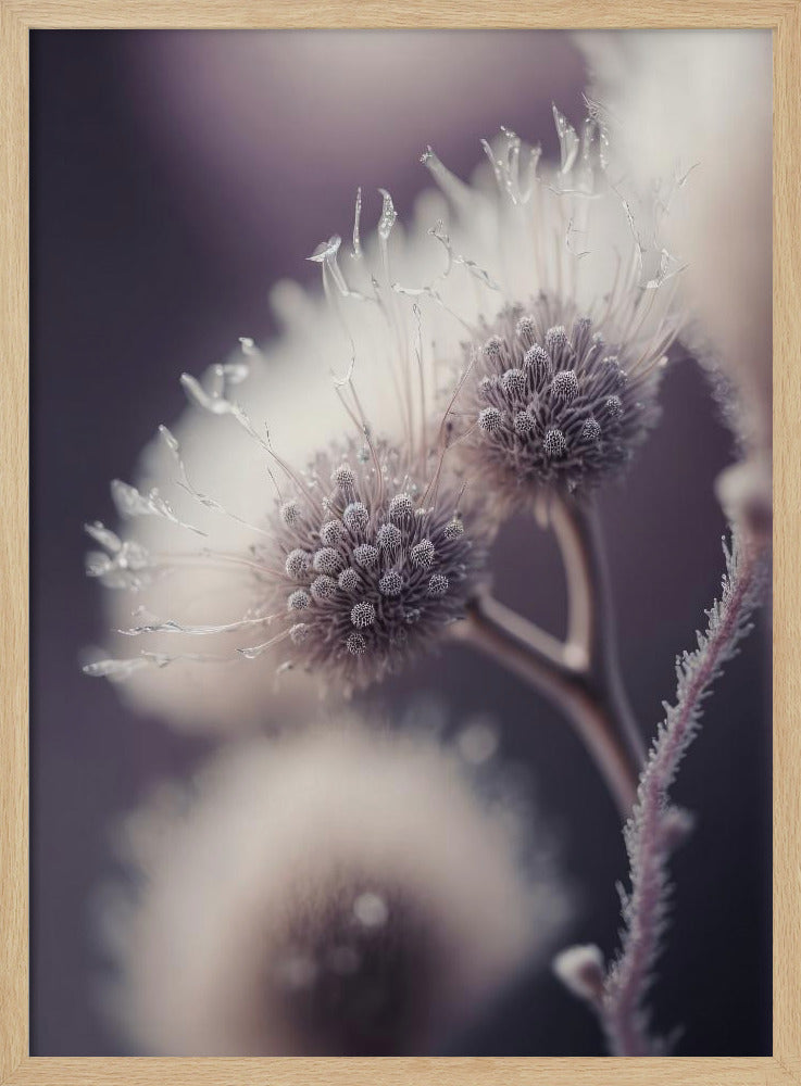 Ätherische Blüten | Poster