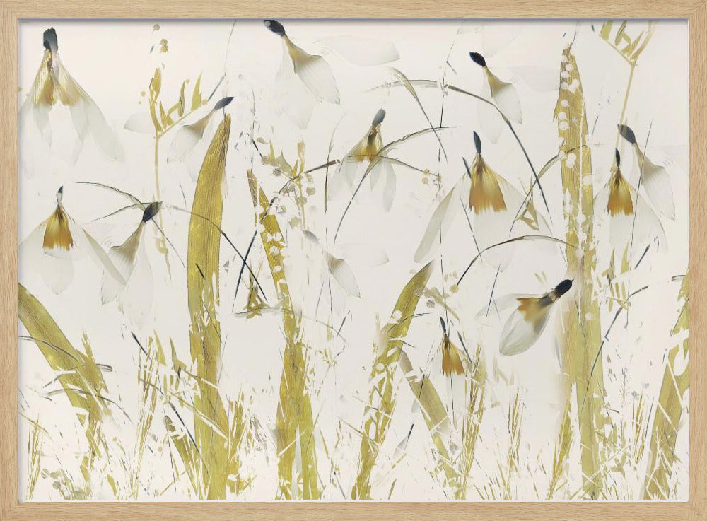 Snowdrops | Poster