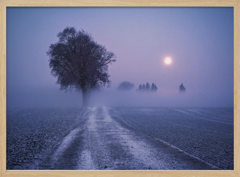 Mondbeleuchteter Pfad | Poster