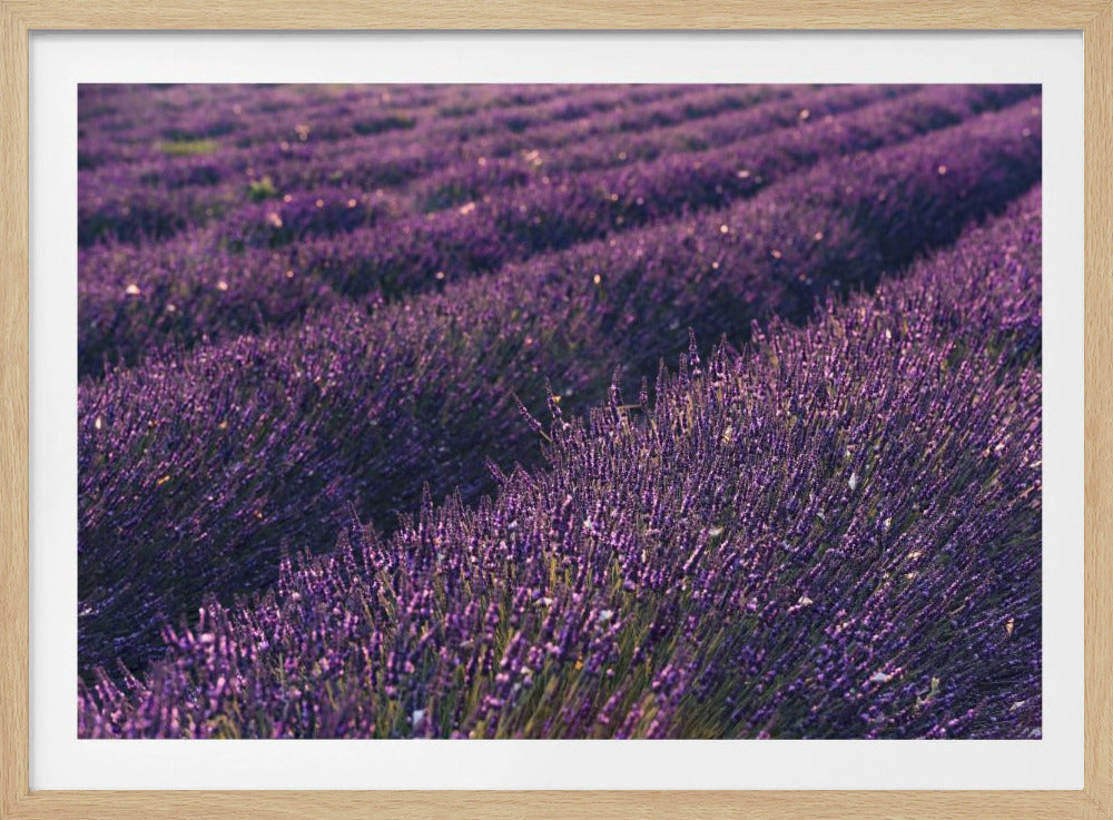 Lavendel aus der Provence | Poster