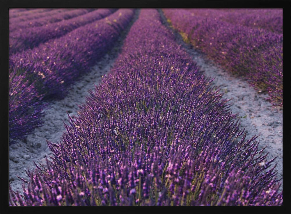 Lavendeldetail | Poster