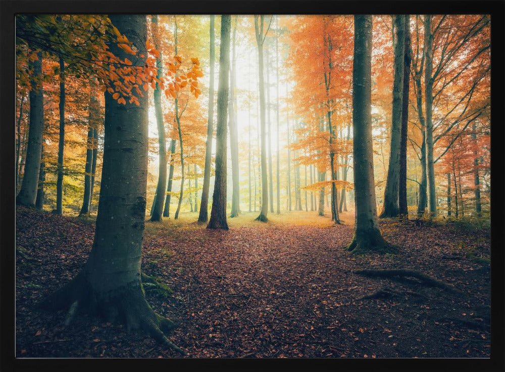 Herbst im Wald | Poster