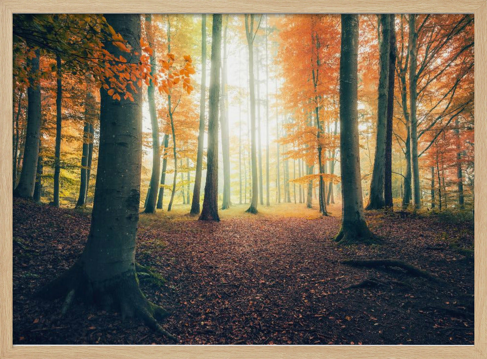 Herbst im Wald | Poster
