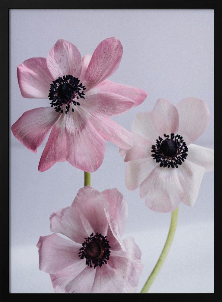 Elegant Pink Anemone Flowers | Poster