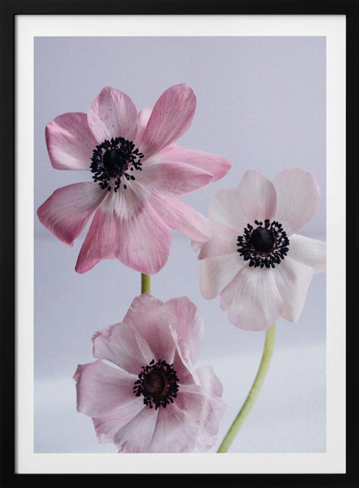Elegant Pink Anemone Flowers | Poster