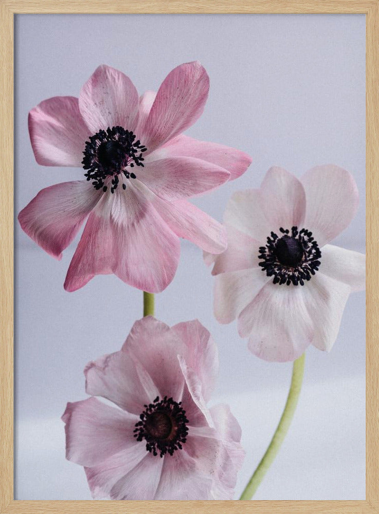 Elegant Pink Anemone Flowers | Poster