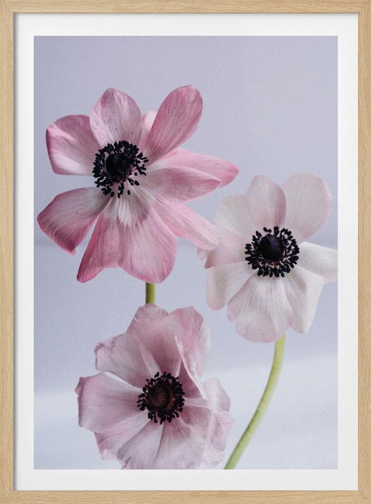 Elegant Pink Anemone Flowers | Poster