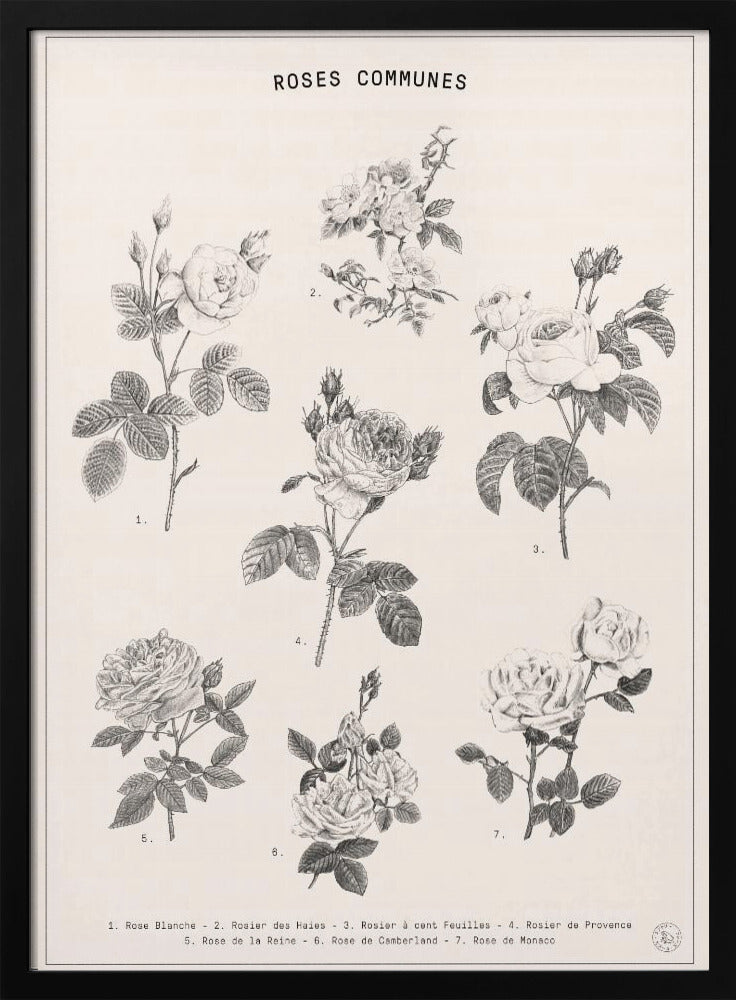 Roses | Poster