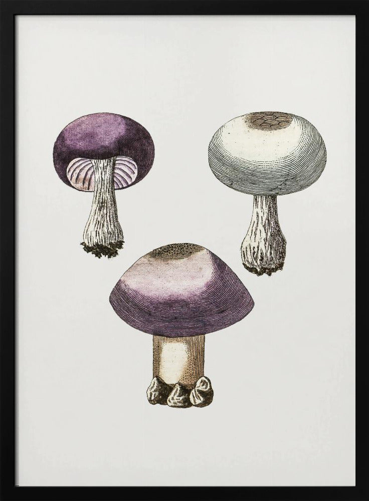 Hand Darwn Violetter Webcap Pilz | Poster