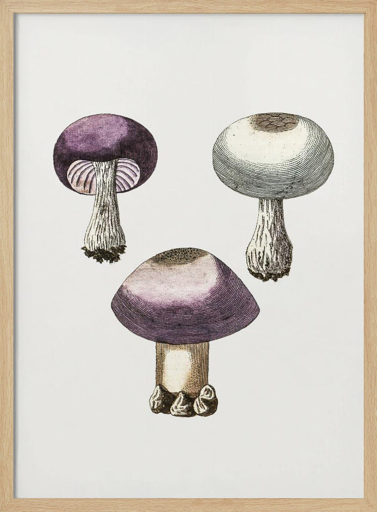 Hand Darwn Violetter Webcap Pilz | Poster