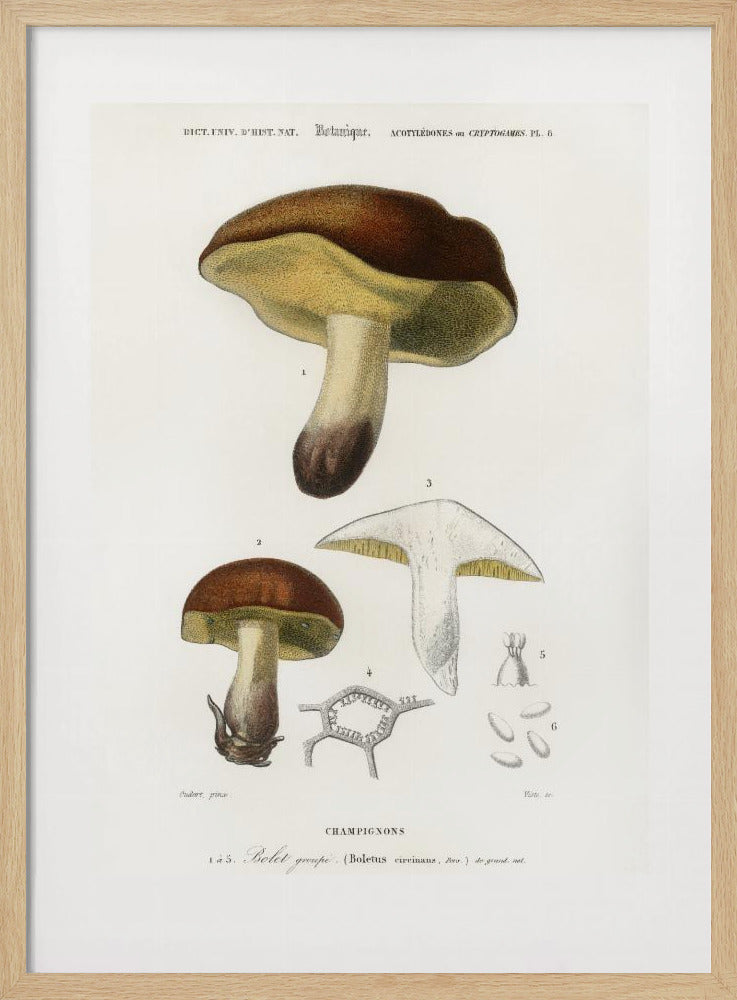 Mushroom (boletus Circinans) | Poster