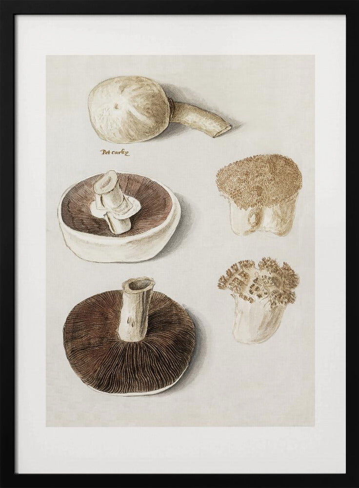 Gewöhnlicher Wiesenpilz, Agaricus Campestris stehend | Poster
