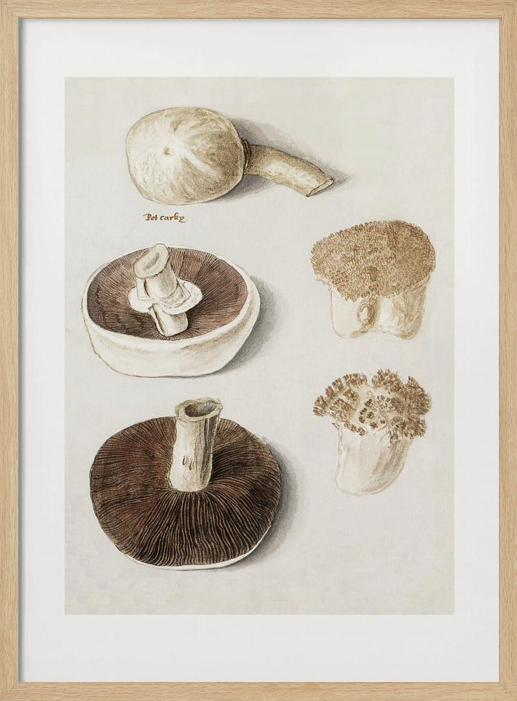 Gewöhnlicher Wiesenpilz, Agaricus Campestris stehend | Poster