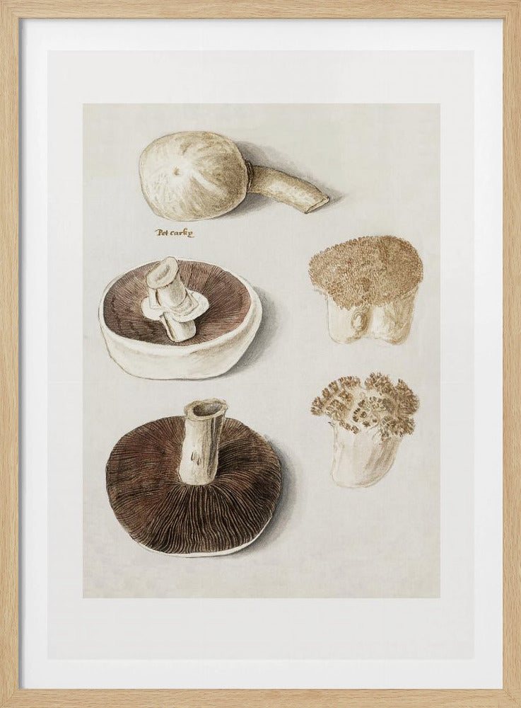 Gewöhnlicher Wiesenpilz, Agaricus Campestris stehend | Poster