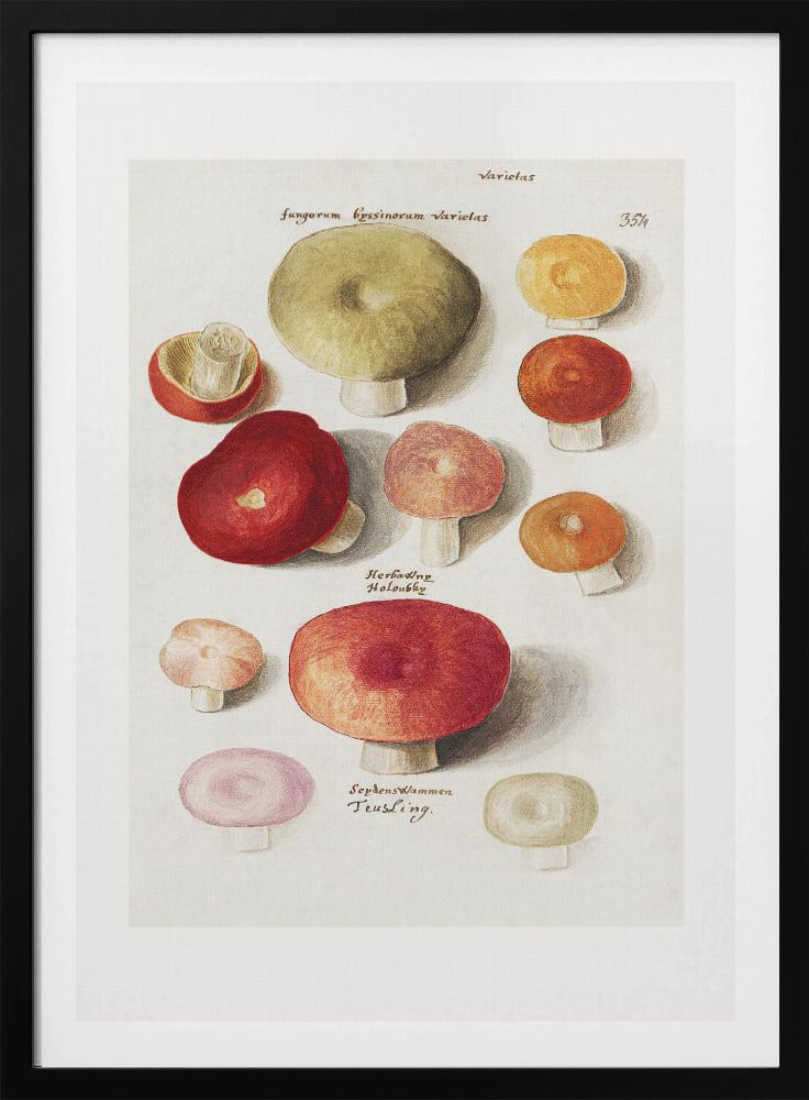 Boleten, Boletales stehend | Poster