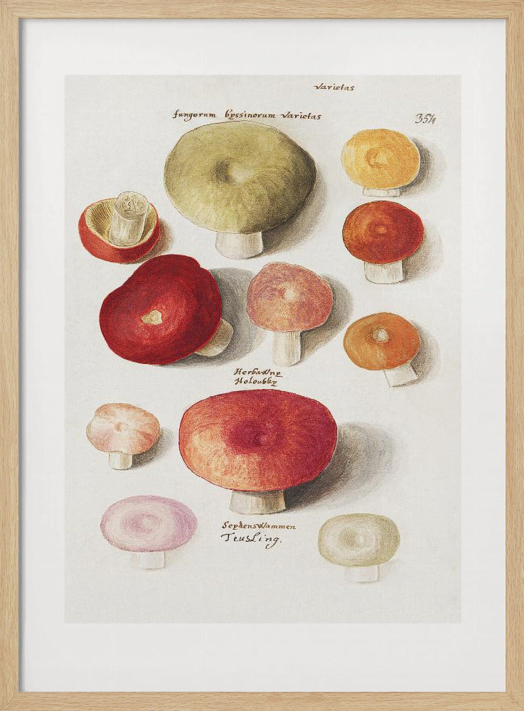 Boleten, Boletales stehend | Poster