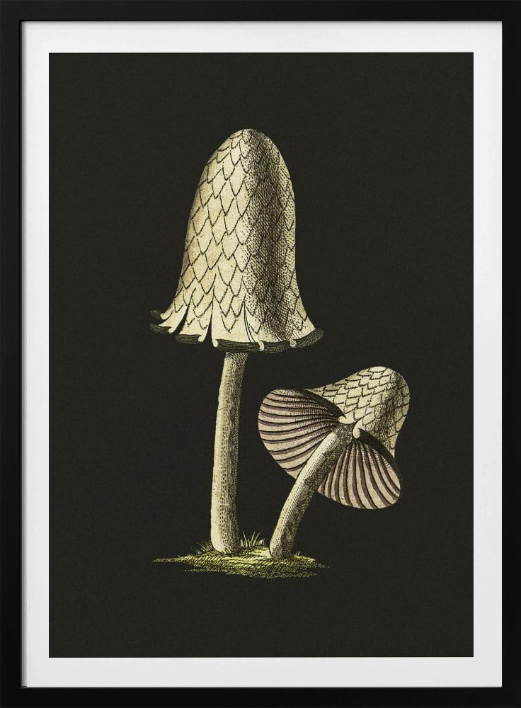 Vintage Inky Cap Edible Mushroom Black Background | Poster