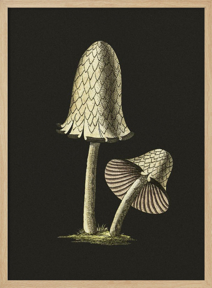 Vintage Inky Cap Edible Mushroom Black Background | Poster