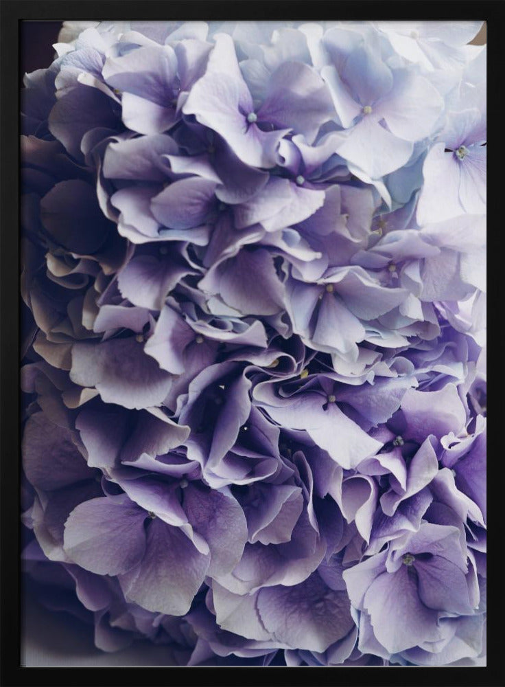 Vibrant Purple Hydrangea Flowers | Poster