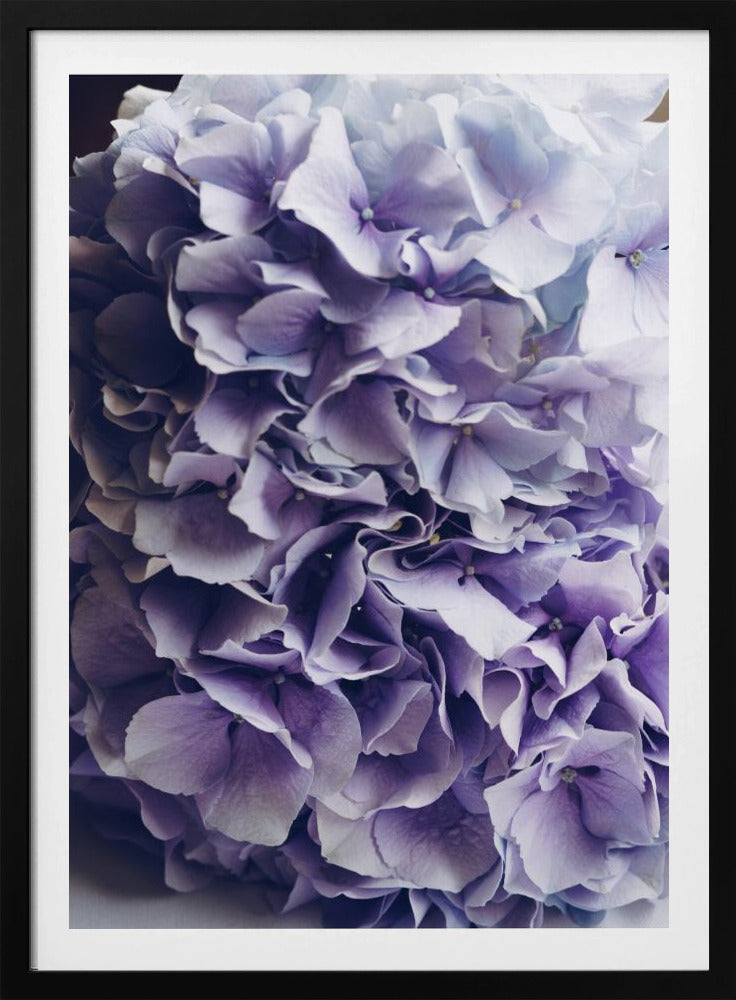 Vibrant Purple Hydrangea Flowers | Poster