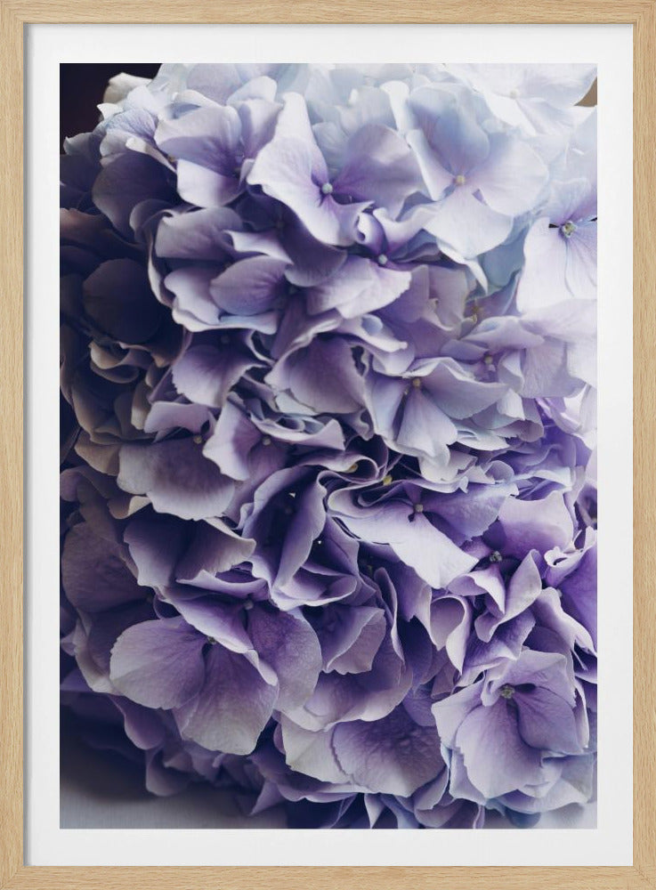 Vibrant Purple Hydrangea Flowers | Poster