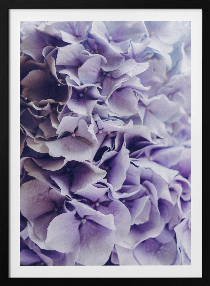 Vibrant Purple Hydrangea Flowers | Poster