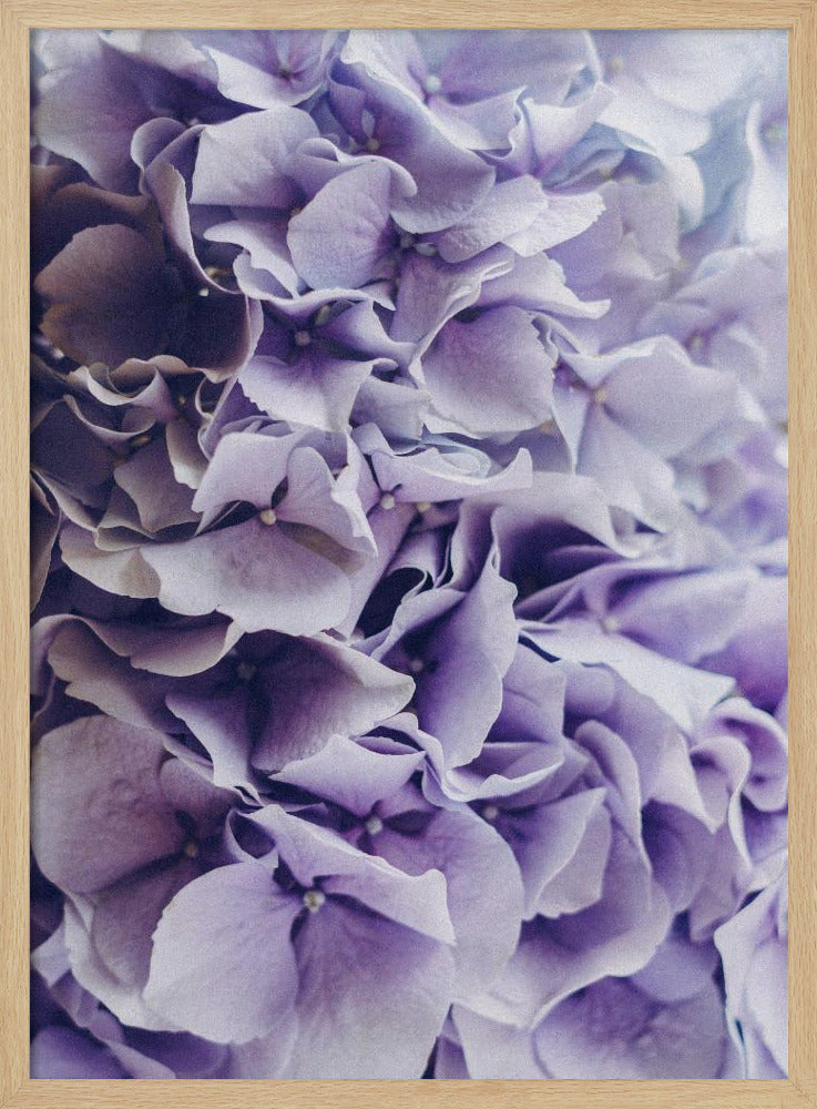Vibrant Purple Hydrangea Flowers | Poster