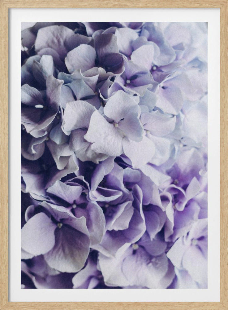 Vibrant Purple Hydrangea Flowers | Poster