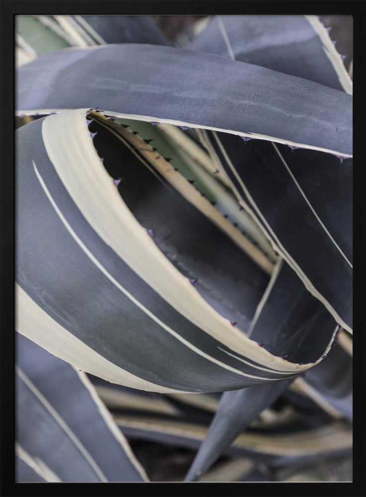 Agave Whorls | Poster