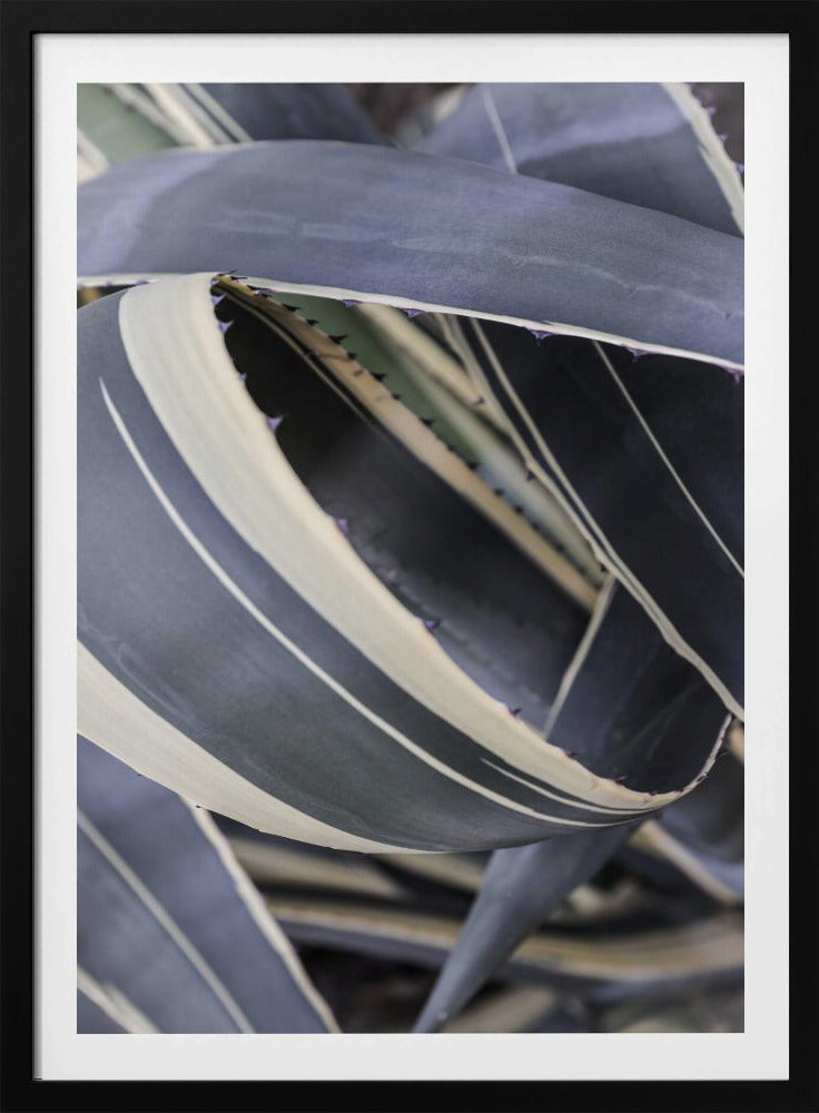 Agave Whorls | Poster