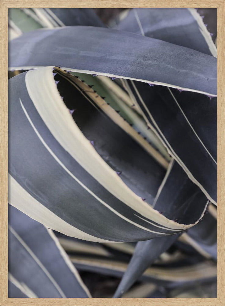 Agave Whorls | Poster
