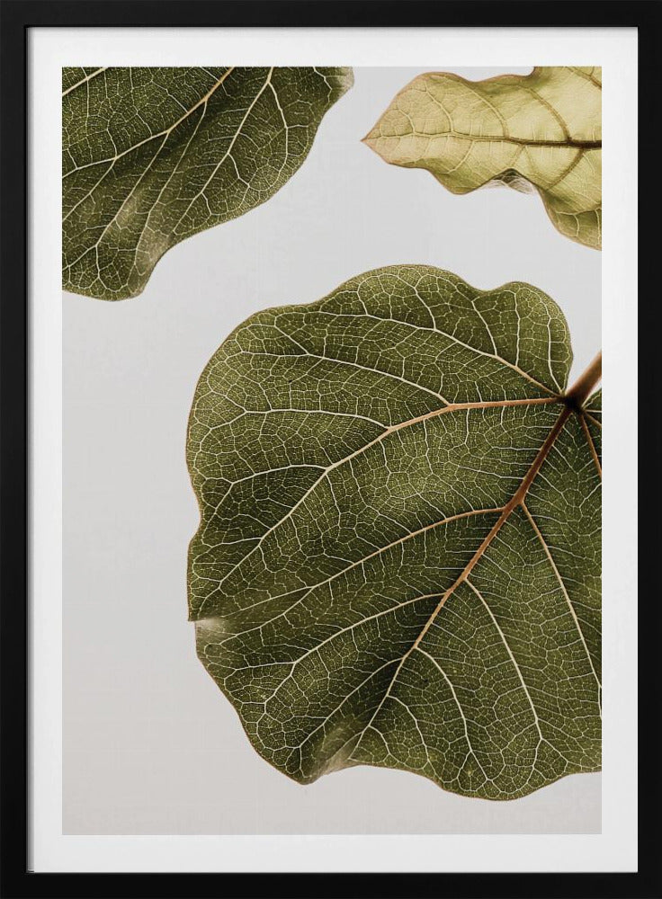 Leaf Vein Tapestry | Poster