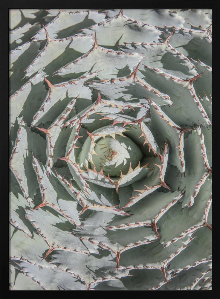 Spiral Succulent Maze | Poster